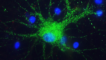 Among the functions of astrocytes are regulating neuronal signaling.