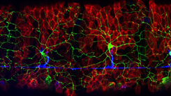 Drosophila Larval Sensory Neurons, Glia, Epithelial Cells