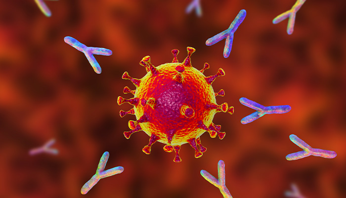 Image shows antibodies attacking SARS-CoV-2 virus.
