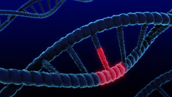 MAPK Activation in Thyroid Cancer 