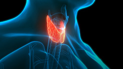 Role of Aging in Thyroid Tumorigenesis