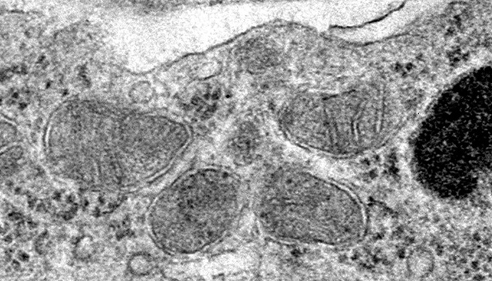 Mitochondria in brain endothelial cells